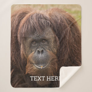 Manta Sherpa Borneo Orangutan Beautiful Photography