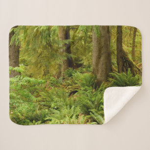 Manta Sherpa Bosque exuberante y helechos   Parque Estatal Ecol