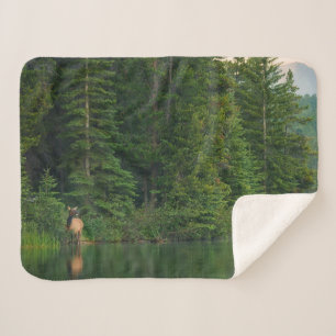 Manta Sherpa Bosques Elk en el Parque Nacional Banff Alberta