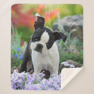 Manta Sherpa Boston Terrier Dog Cute Puppy Cabeza Animal Foto .
