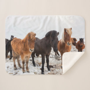 Manta Sherpa Caballo Islandés Durante el Invierno Islandia
