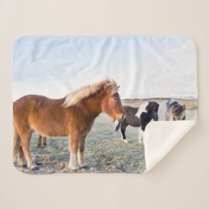 Manta Sherpa Caballo islandés en invierno en Islandia