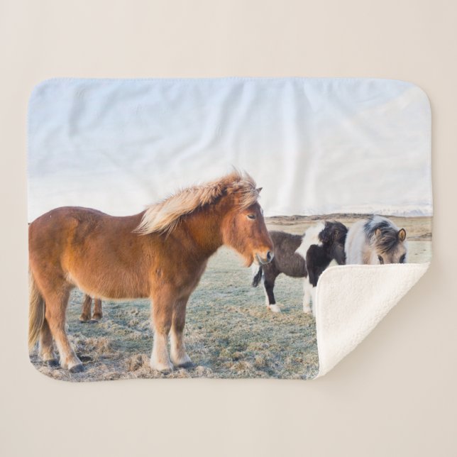 Manta Sherpa Caballo islandés en invierno en Islandia (Anverso (horizontal))