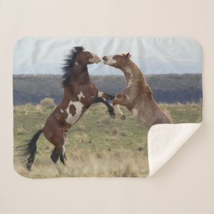 Manta Sherpa Caballos de pelea, Montañas Steens, Oregon