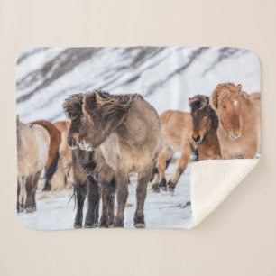 Manta Sherpa Caballos islandeses en pastura de invierno cerca d