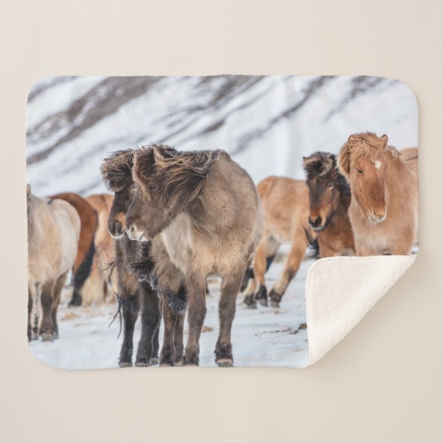 Manta Sherpa Caballos islandeses en pastura de invierno cerca d (Anverso (horizontal))