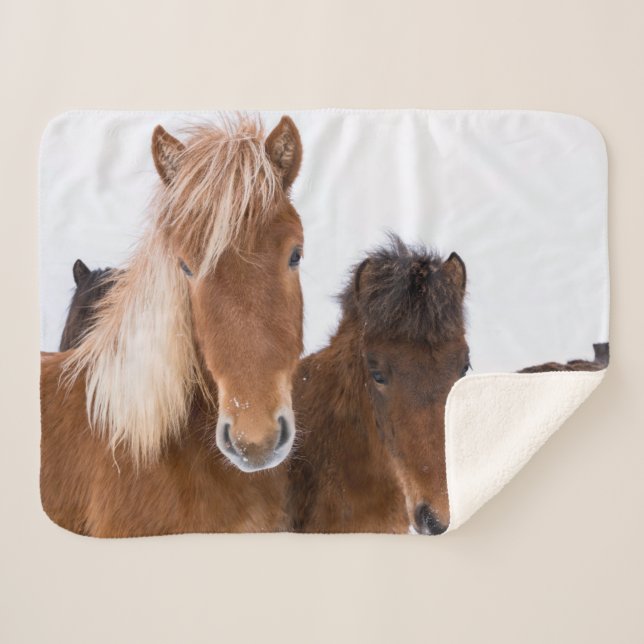 Manta Sherpa Caballos islandeses unidos (Anverso (horizontal))