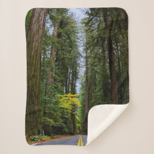 Manta Sherpa Camino recto por el bosque Redwood-S