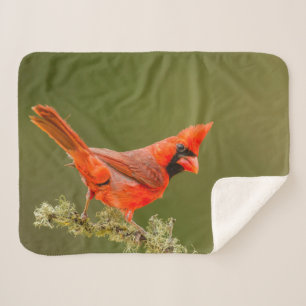Manta Sherpa Cardenal macho en rama