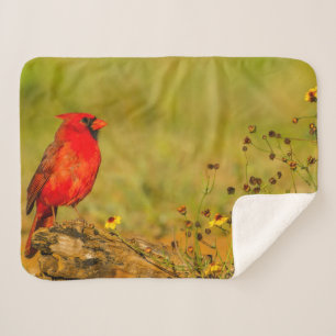 Manta Sherpa Cardenal Macho en Tronco