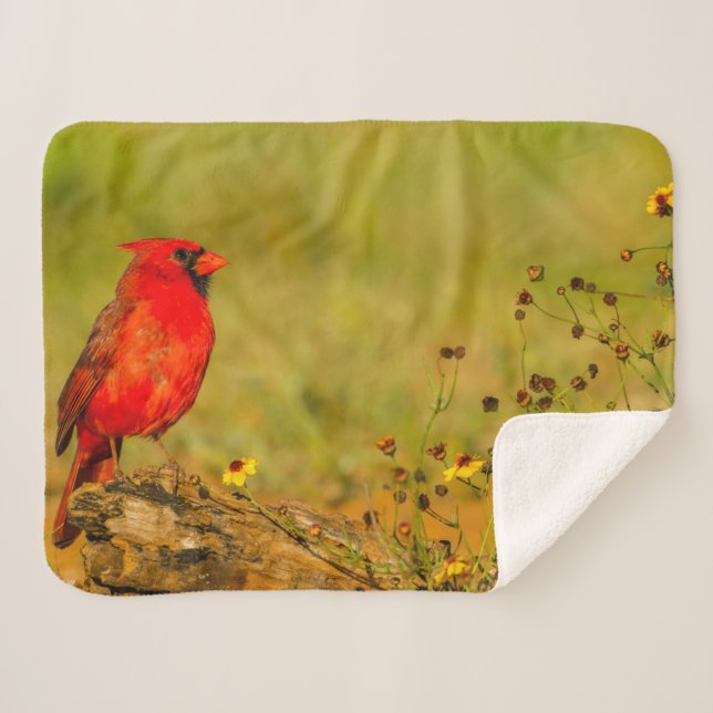 Manta Sherpa Cardenal Macho en Tronco (Anverso (horizontal))