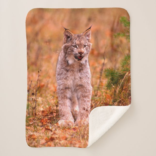 Manta Sherpa Caza Bobcat | Bosque otoñal (Anverso)