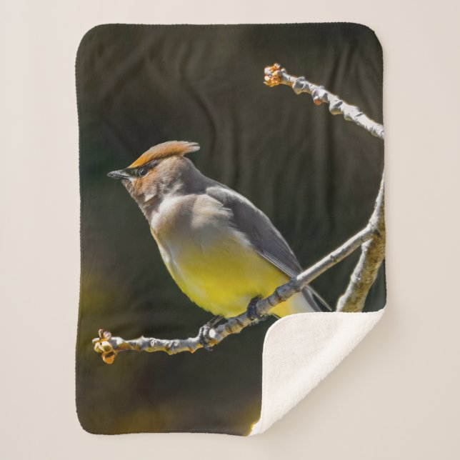 Manta Sherpa Cedar Waxwing Songbird Foto original de ave silves (Anverso)