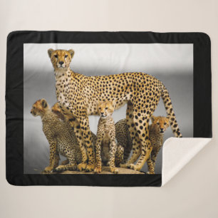 Manta Sherpa Cheetahs