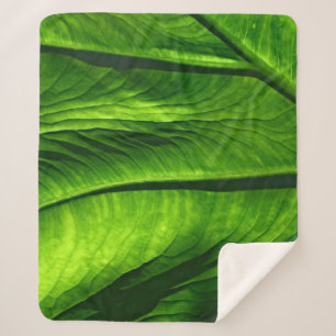 Manta Sherpa Closeup photo of green leaf