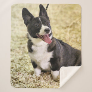 Manta Sherpa Corgi