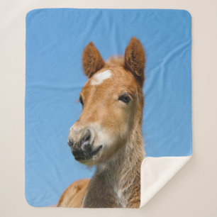Manta Sherpa Corta Islandesa Horse Foal Pony Head Photo ..