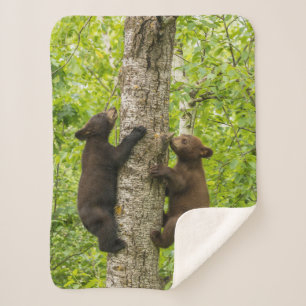 Manta Sherpa Crías de oso negro subiendo a un árbol