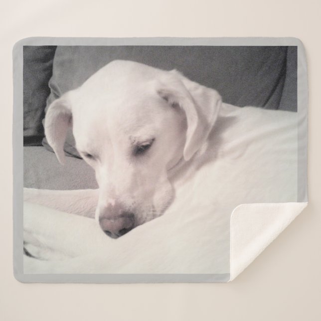 Manta Sherpa Cuidada Sleepy White Labrador Mix Dog Gris (Anverso (horizontal))