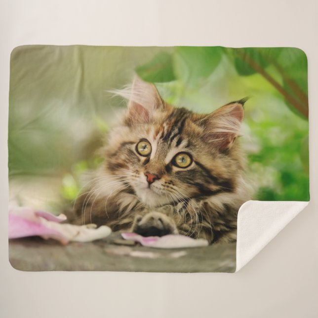 Manta Sherpa Cuidada Tabby Maine Coon Cat Kitten Fluffy Head Ph (Anverso (horizontal))