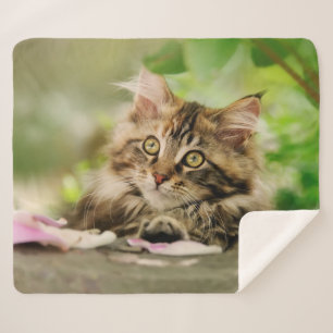 Manta Sherpa Cuidada Tabby Maine Coon Cat Kitten Fluffy Head Ph