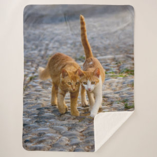 Manta Sherpa Cuidadosamente gatitos gatitos amigos Stony Path P