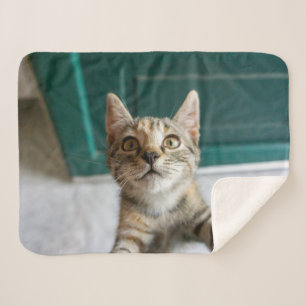 Manta Sherpa Cutest Baby Animals   Cute Tabby Kitten