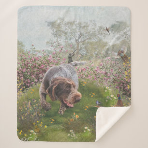 Manta Sherpa Deutsch Drahthaar