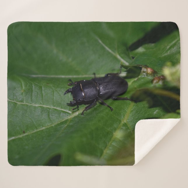 Manta Sherpa Dorcus parallelipipedus , el escarabajo de menor t (Anverso (horizontal))