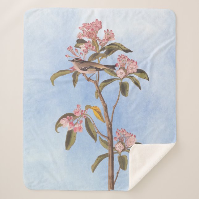 Manta Sherpa El misterioso pájaro del Cuvier de Audubon (Anverso)