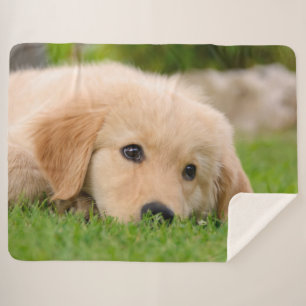 Manta Sherpa El perrito lindo del golden retriever soña la fot