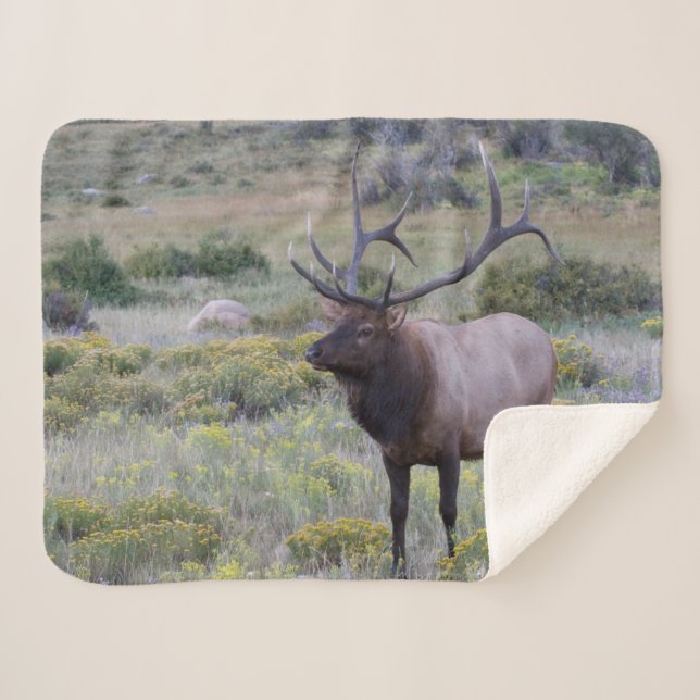 Manta Sherpa Elk americano | Parque nacional Rocky, Colorado (Anverso (horizontal))