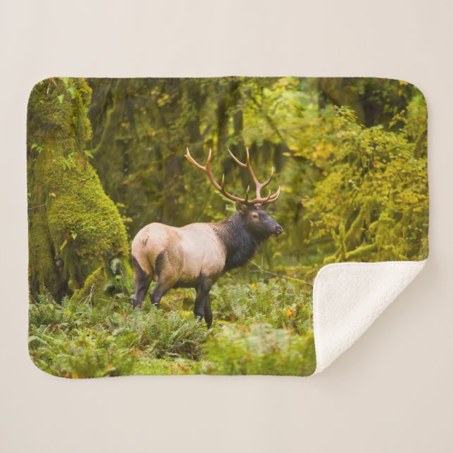 Manta Sherpa Elk Bull Roosevelt Parado En Meadow (Anverso (horizontal))