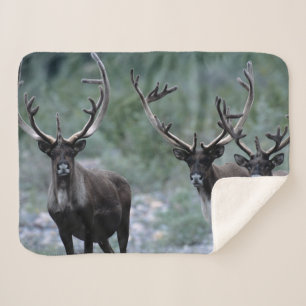 Manta Sherpa Elk Herd   Monte Baring, Washington