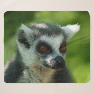 Manta Sherpa Encuentro Vibrante: Cierre De Lemur En Ring-Tail