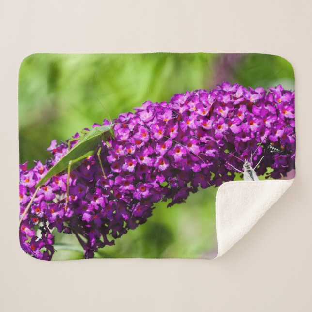 Manta Sherpa energía katydid (Anverso (horizontal))