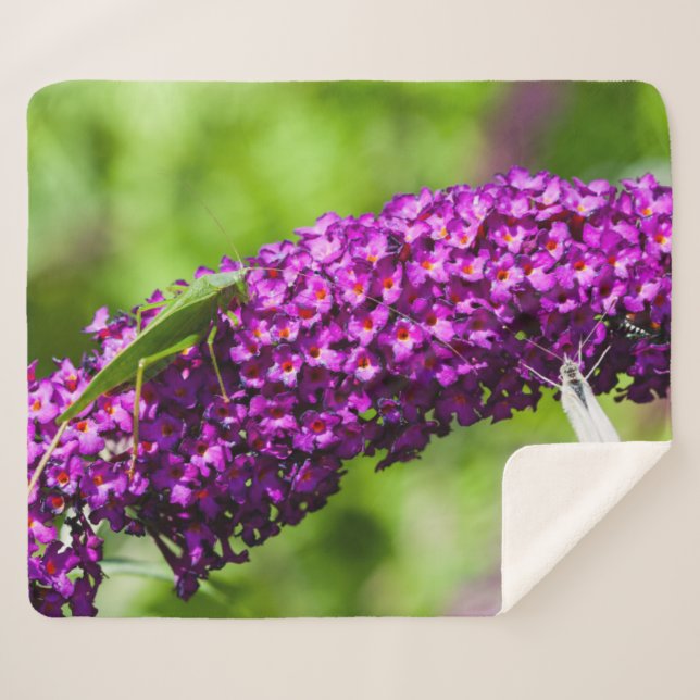 Manta Sherpa energía katydid (Anverso (horizontal))