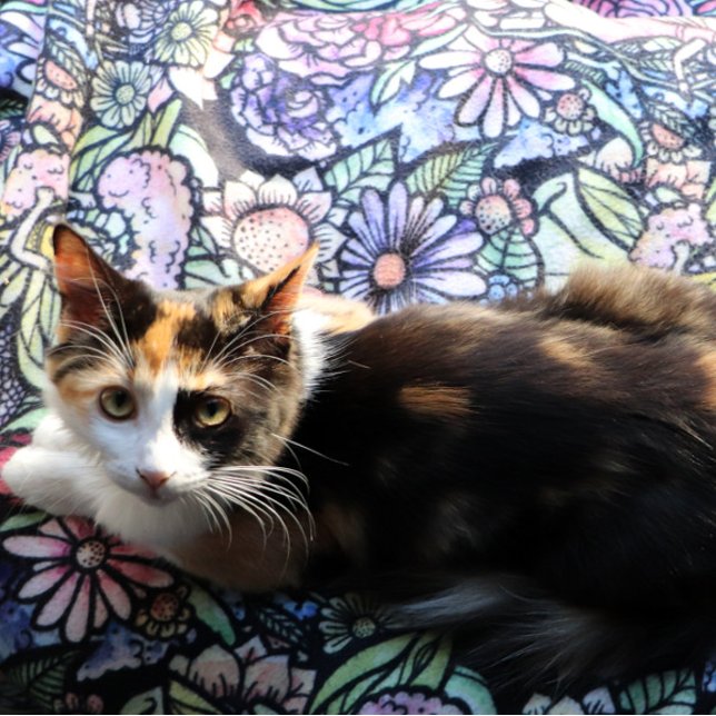 Manta Sherpa Fairy Garden Gardening Flower Gardens Fairies      (Subido por el creador)