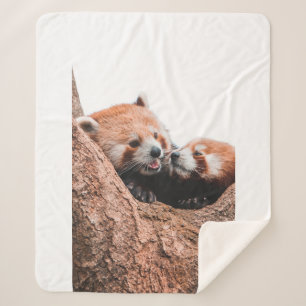 MANTA SHERPA FAMILIA CUTE KOALA BEAR