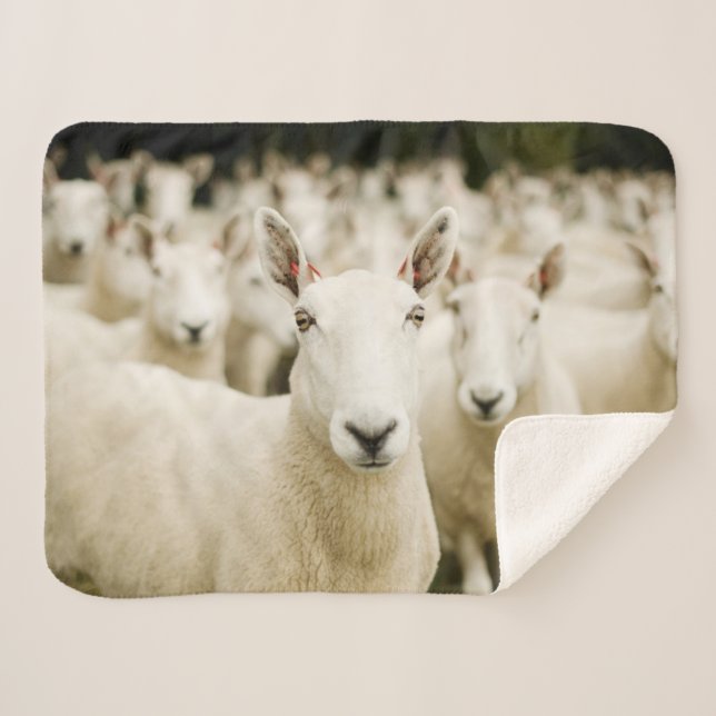 Manta Sherpa Farms | Herd of Sheep (Anverso (horizontal))
