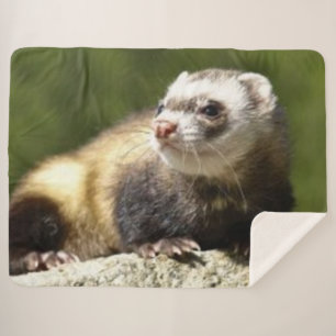 MANTA SHERPA FERRET