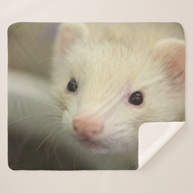 Manta Sherpa Ferret face (Anverso (horizontal))