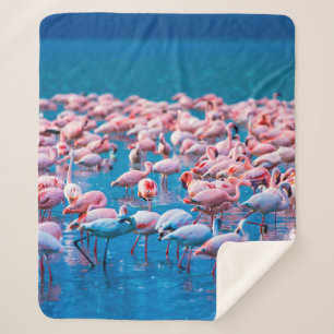 Manta Sherpa Flamingos africanos. Grupo de flamencos de pie en 