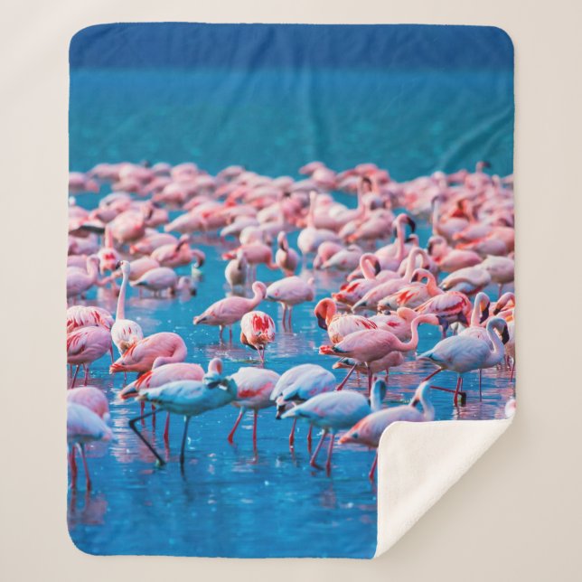 Manta Sherpa Flamingos africanos. Grupo de flamencos de pie en  (Anverso)