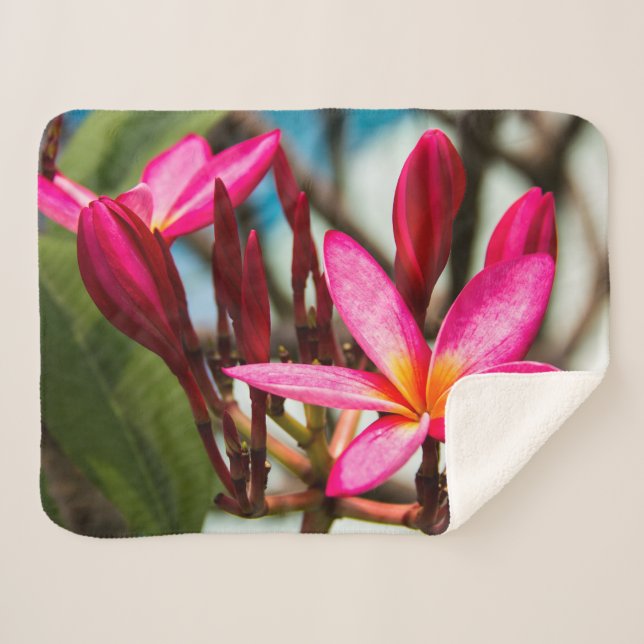 Manta Sherpa Florecimiento de plumeria de fondo de flores exóti (Anverso (horizontal))
