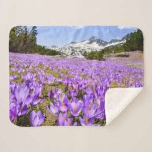 Manta Sherpa Flores Crocus Pirin Mountain Park Bulgaria