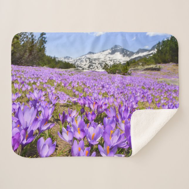 Manta Sherpa Flores | Crocus Pirin Mountain Park Bulgaria (Anverso (horizontal))