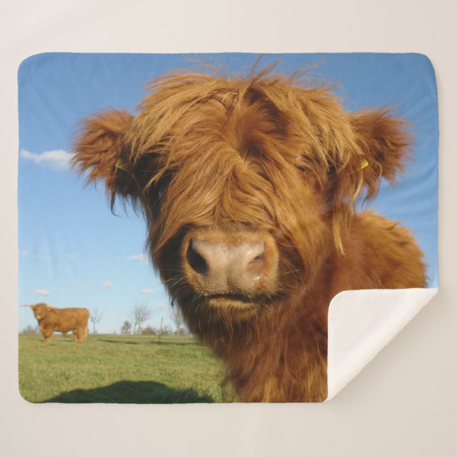 Manta Sherpa Fluffy Scottish Highland Cow - Blue Sky (Anverso (horizontal))