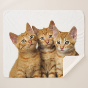 Manta Sherpa Foto de cabeza de tres amigos gatos de jengibre de