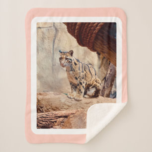 Manta Sherpa foto de leopardo nebuloso naturaleza vida silvestr